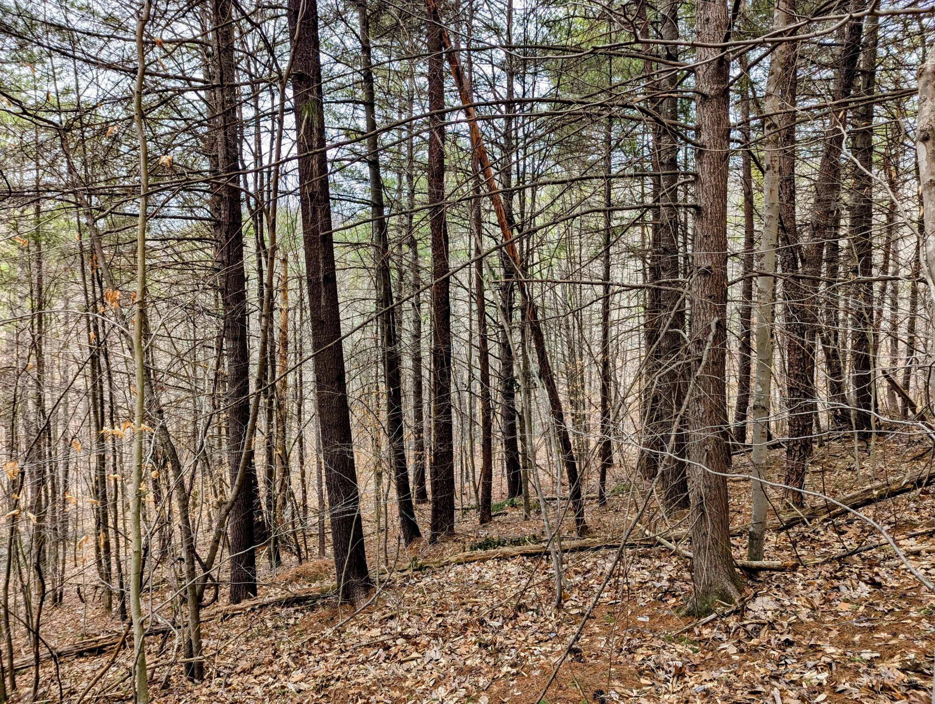 TBD Yates Rd, Shawsville, Virginia image 7