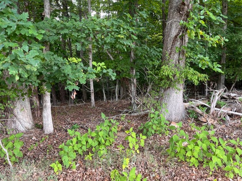 Vacant Land For Sale - Parford Ln<br/> Moneta, VA 24121