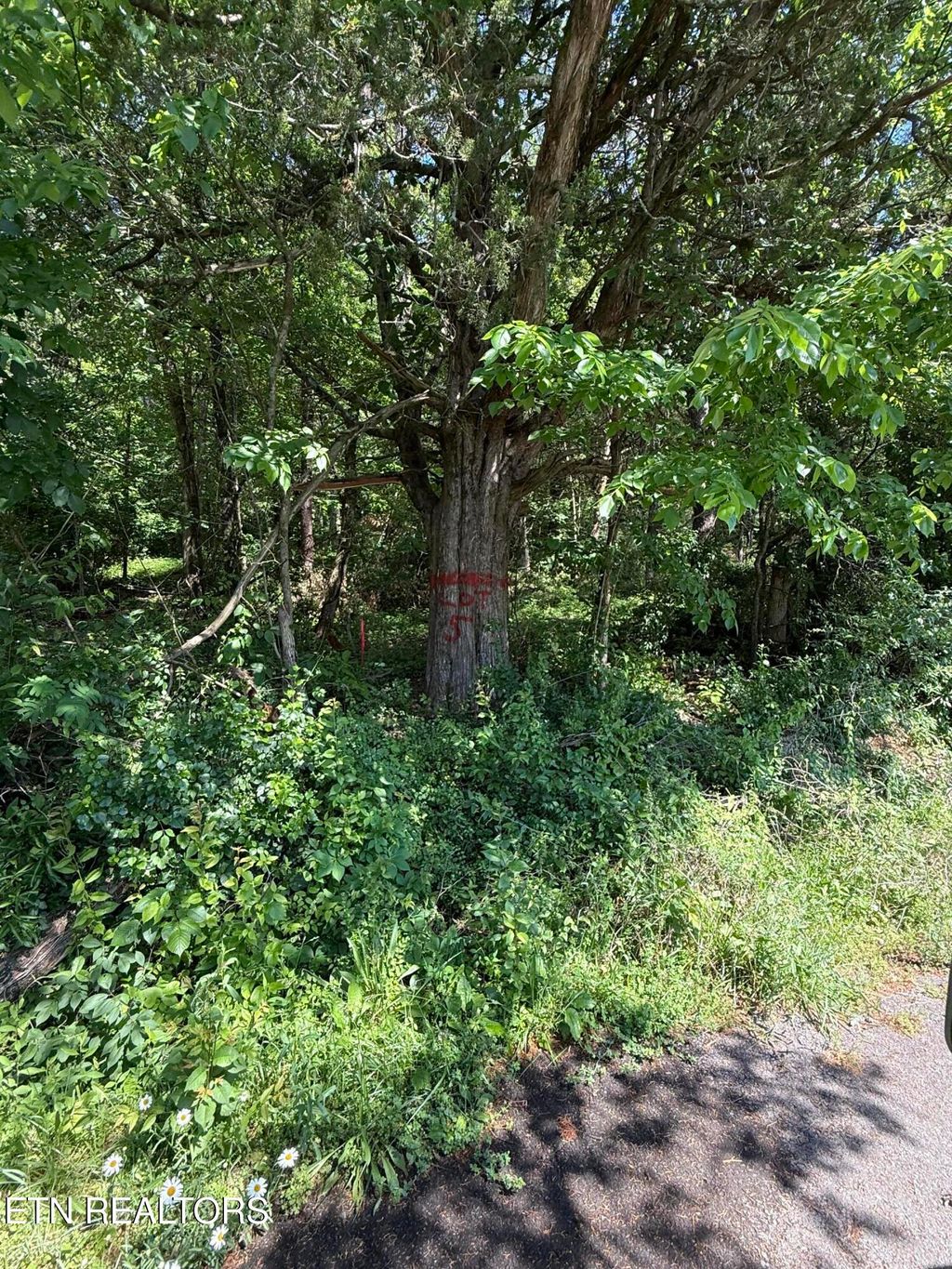 Photo of Muddy Lane, Decatur, TN 37322 (MLS # 1302191)