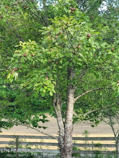 Tiny photo for 3381 Upper Caney Valley Rd, Tazewell, TN 37879 (MLS # 1319061)