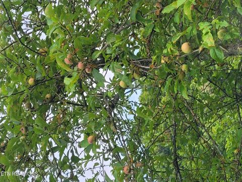 Tiny photo for 3381 Upper Caney Valley Rd, Tazewell, TN 37879 (MLS # 1319061)