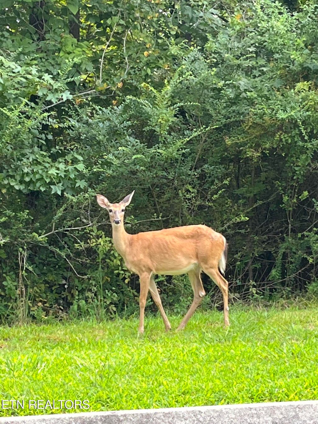 Photo of 123 Emory Cove Drive, Harriman, TN 37748 (MLS # 1299753)