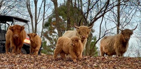 Tiny photo for 183 Laurel Rd, Clinton, TN 37716 (MLS # 1326454)