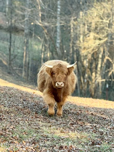 Tiny photo for 183 Laurel Rd, Clinton, TN 37716 (MLS # 1326454)