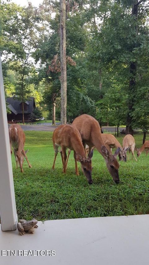 Tiny photo for 707 E Muskogee Drive, Mooresburg, TN 37811 (MLS # 1325998)