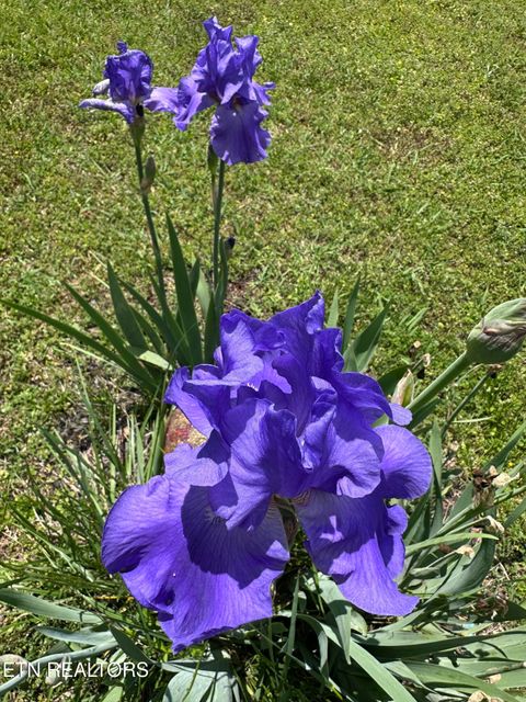 Tiny photo for 205 County Road 652, Athens, TN 37303 (MLS # 1331859)