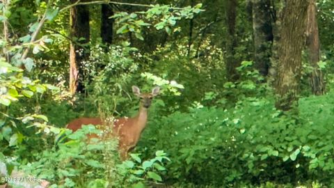 Tiny photo for 3329 Stinking Creek Rd, Pioneer, TN 37847 (MLS # 1329248)