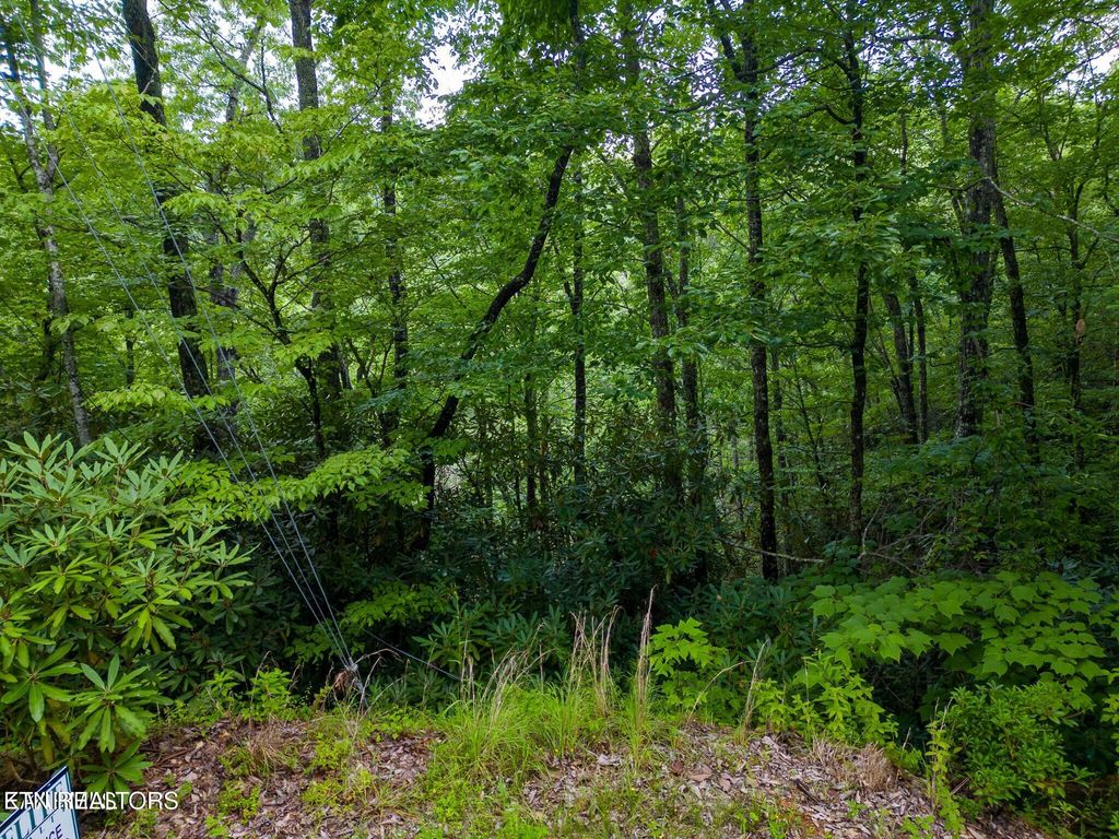 Photo of Black Gum Gap Rd, Gatlinburg, TN 37738 (MLS # 1297542)