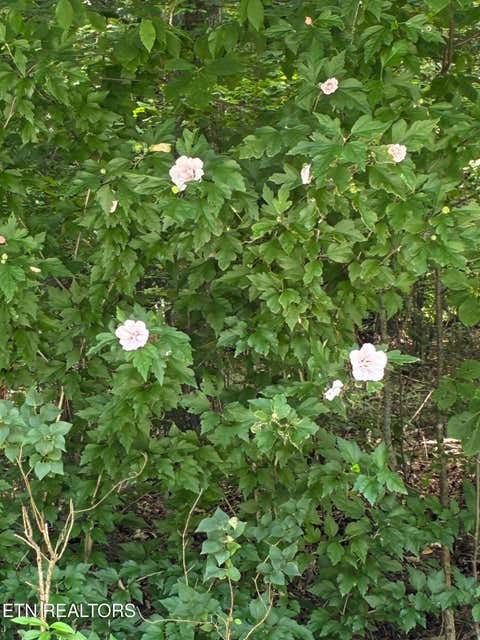 Tiny photo for 3375 Rocky Ridge Rd, Cosby, TN 37722 (MLS # 1350148)