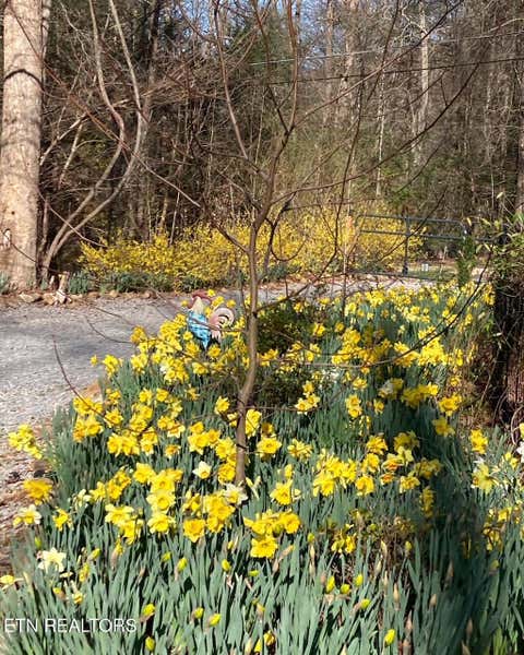 Tiny photo for 3375 Rocky Ridge Rd, Cosby, TN 37722 (MLS # 1350148)