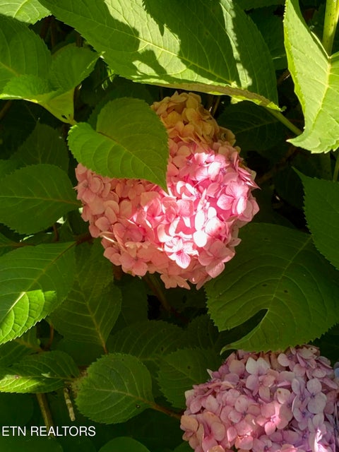 Tiny photo for 3375 Rocky Ridge Rd, Cosby, TN 37722 (MLS # 1350148)