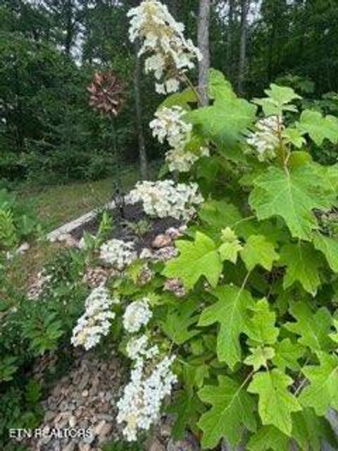 Tiny photo for 1016 Country Mountain Rd, Cosby, TN 37722 (MLS # 1346978)