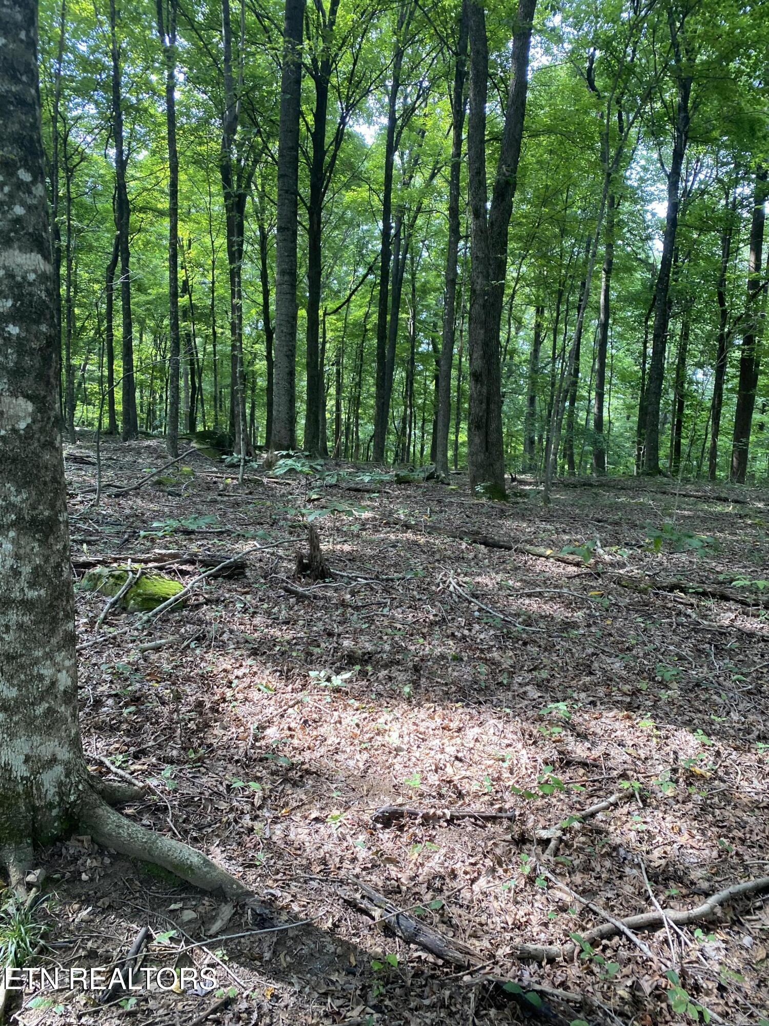 44 acres Sheep Bluff Rd
