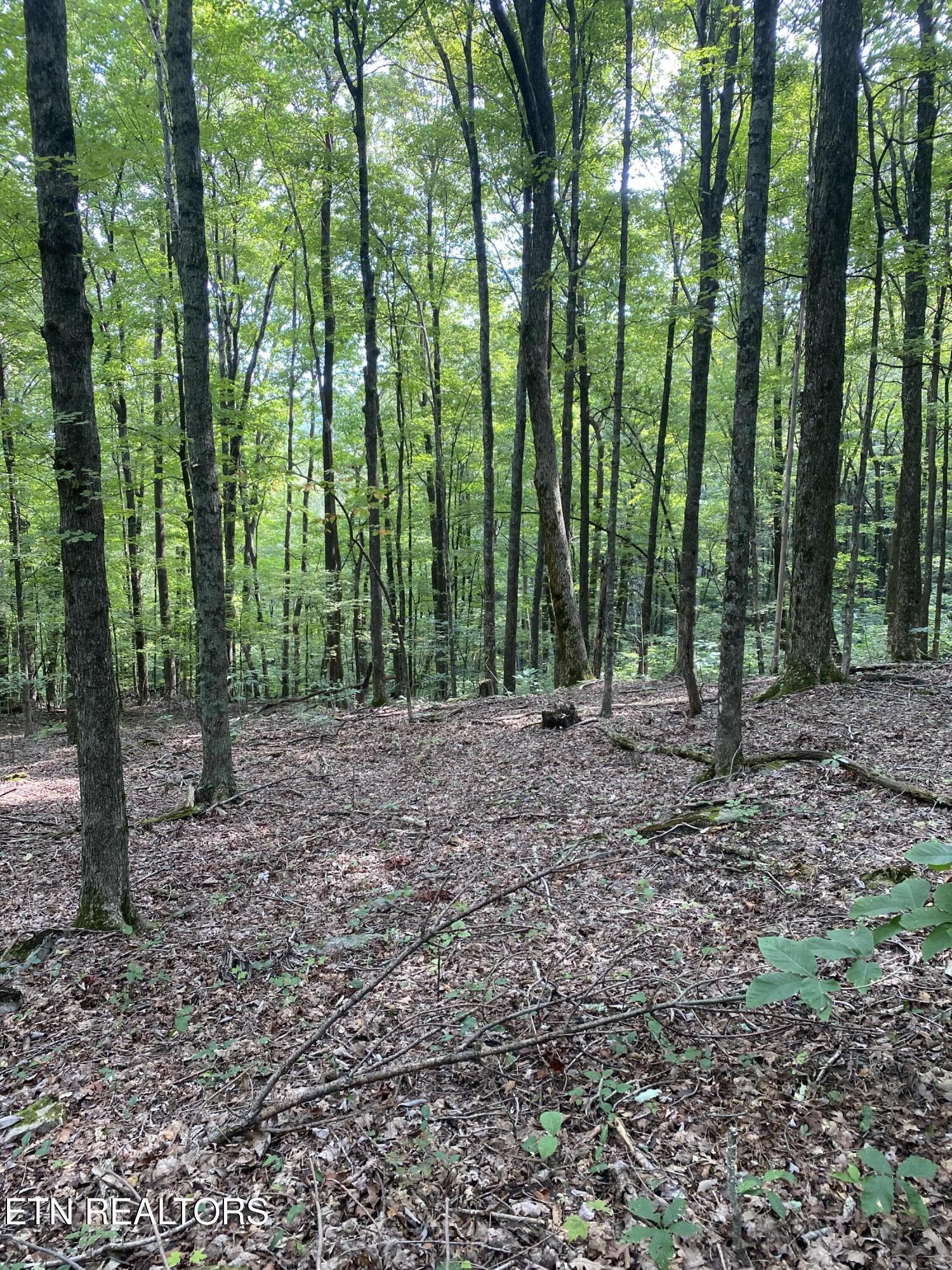44 acres Sheep Bluff Rd