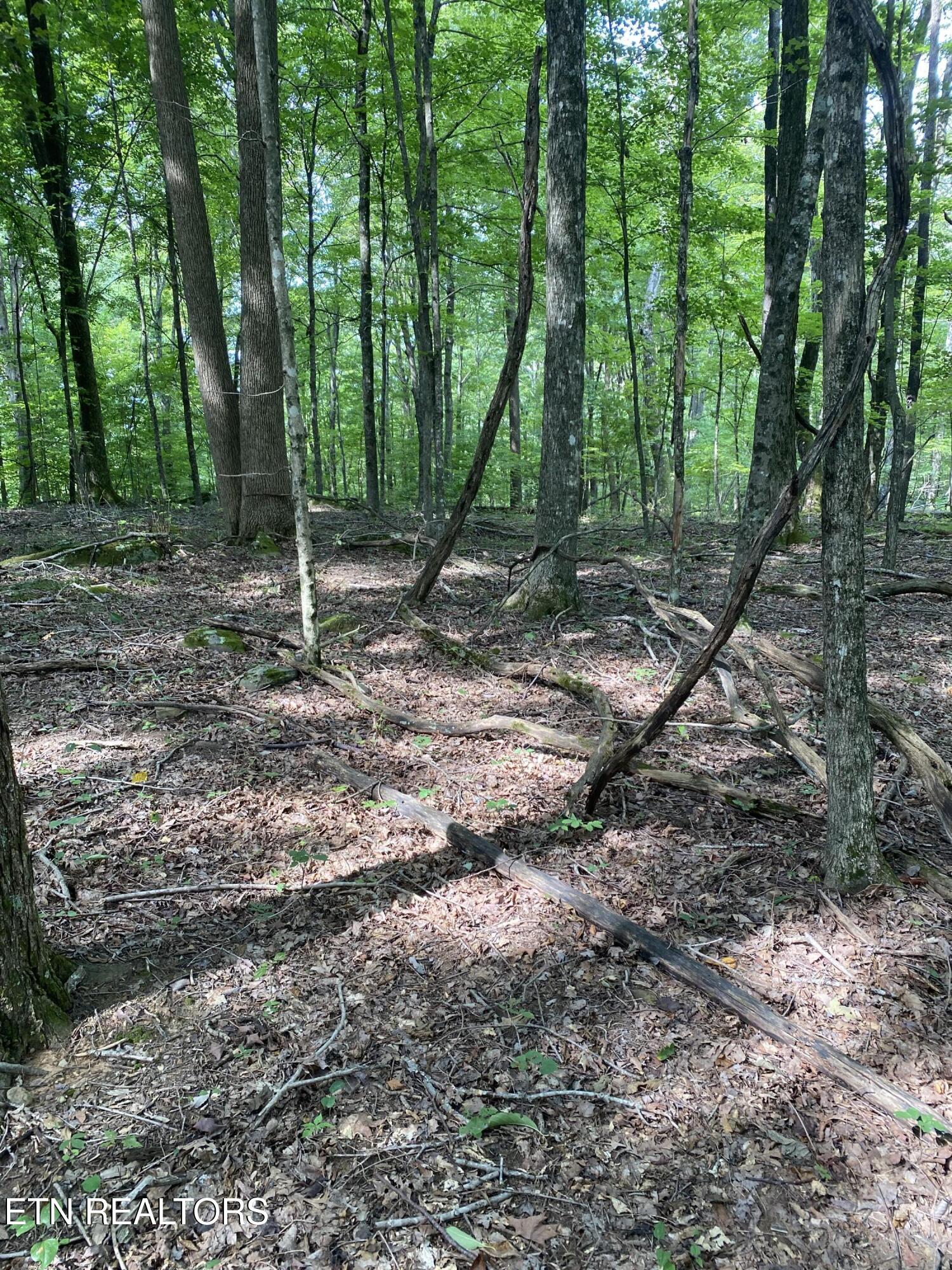 44 acres Sheep Bluff Rd