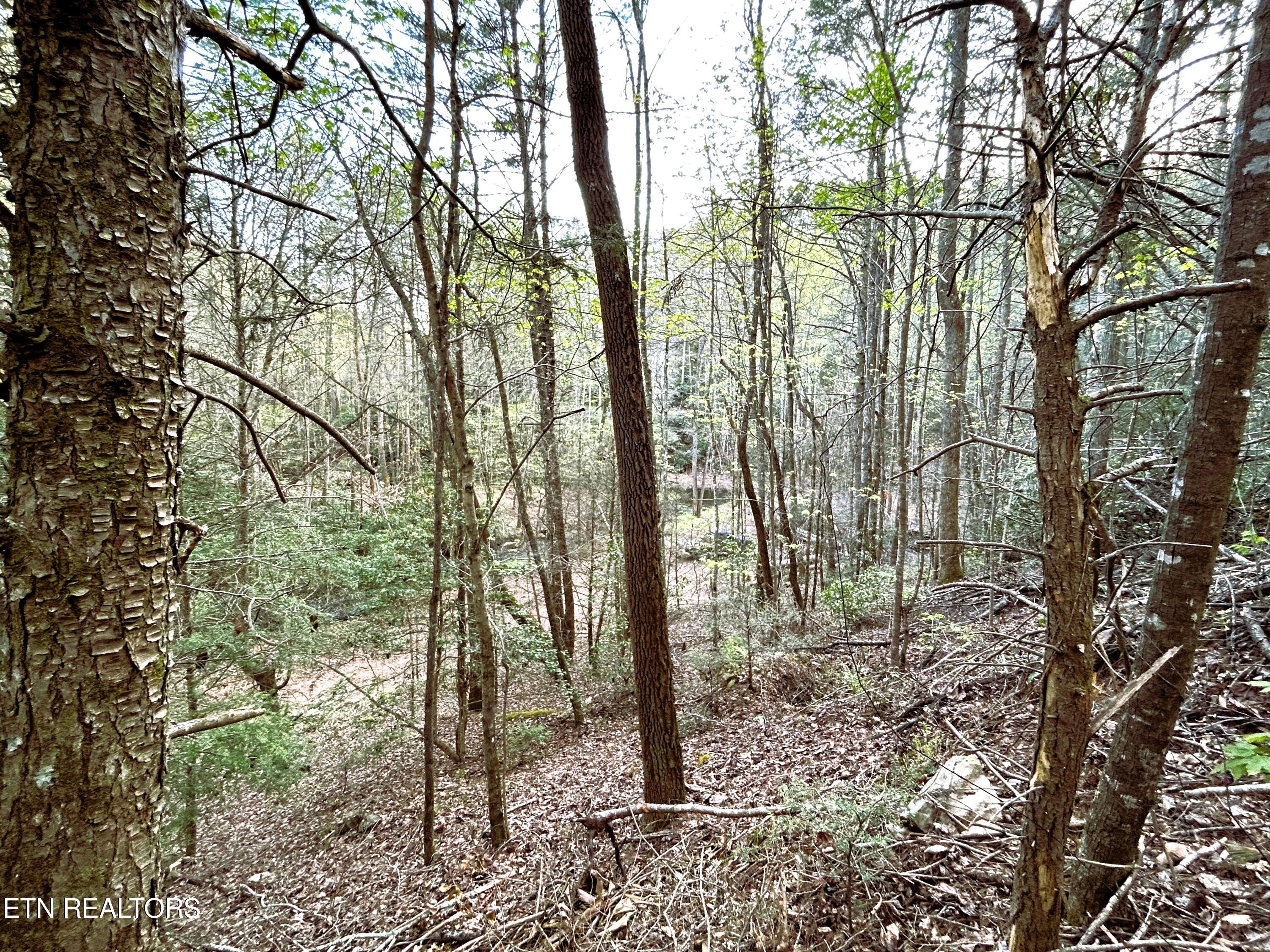 40 acres Ivy Trail