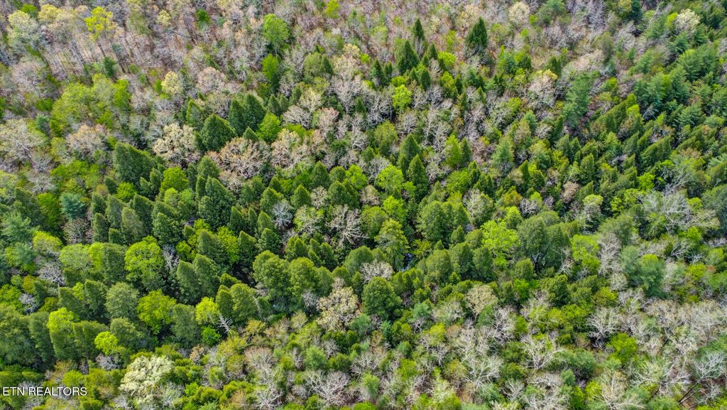 Photo of 1478 Old Collins Rd, Deer Lodge, TN 37726 (MLS # 1302649)