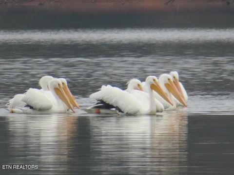 Tiny photo for E Shore Drive, Rockwood, TN 37854 (MLS # 1330142)