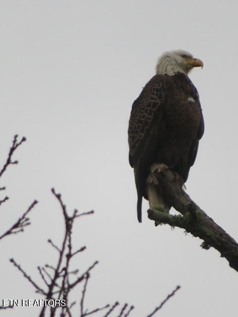 Tiny photo for E Shore Drive, Rockwood, TN 37854 (MLS # 1330142)