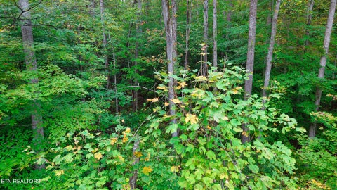 Tiny photo for Williams Drive, Maynardville, TN 37807 (MLS # 1359401)