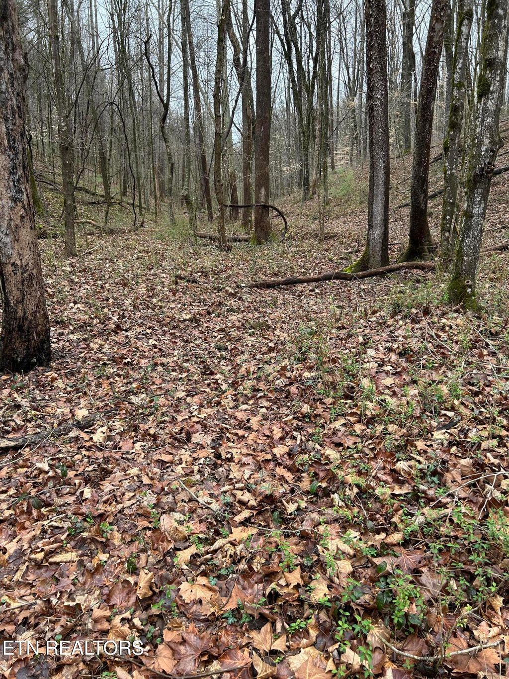 Photo of 964 Saga Lane, Knoxville, TN 37931 (MLS # 1331381)