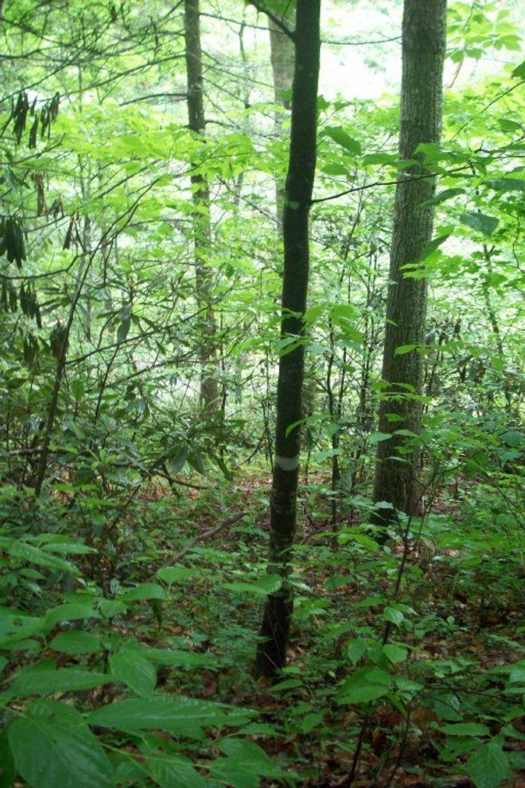 Photo of 135 Springside Way, Townsend, TN 37882 (MLS # 1069980)