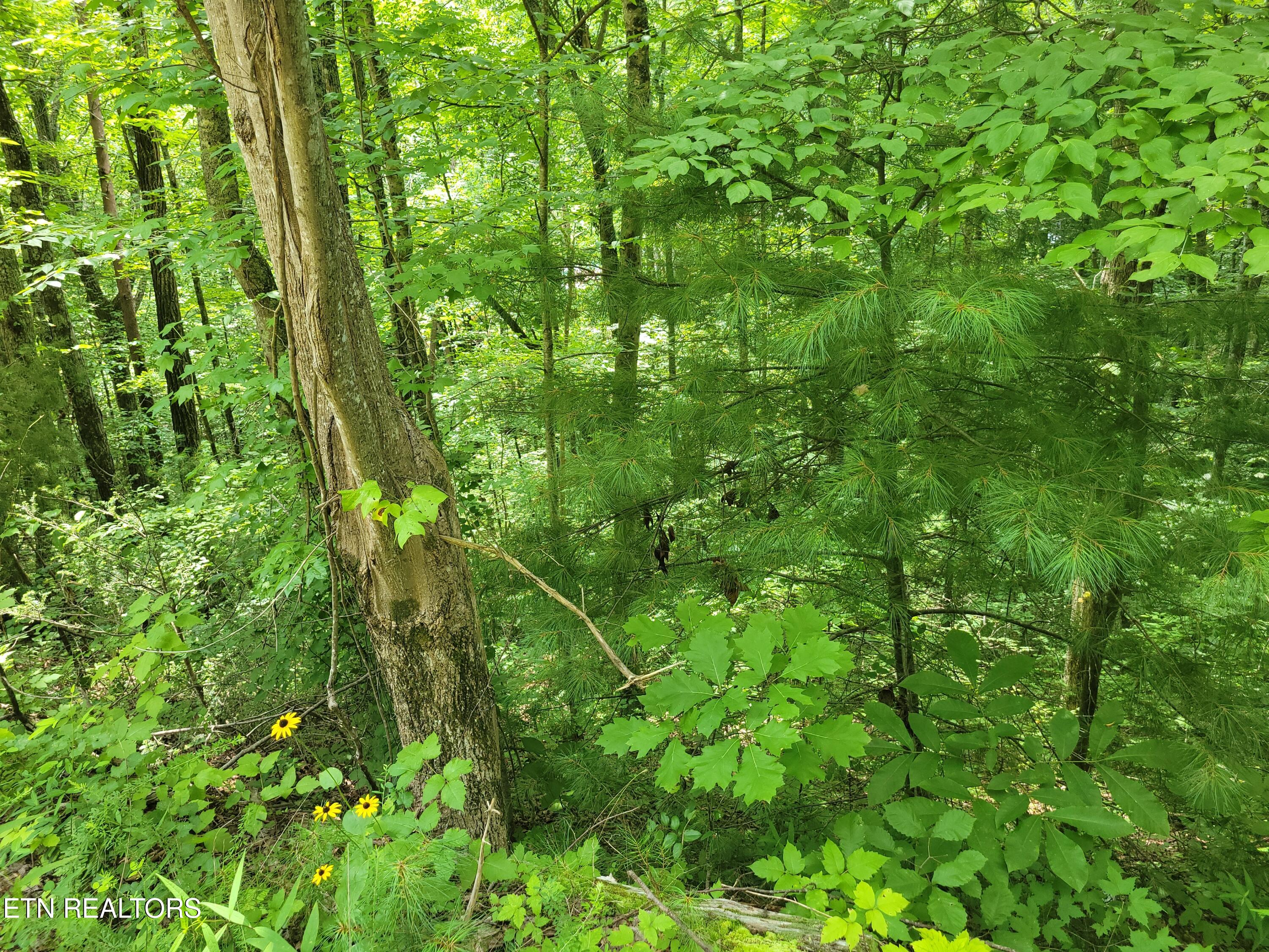Lot 79 Yellowwood Drive