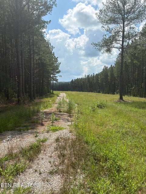 Tiny photo for 145 Black Bear Lane, Sunbright, TN 37872 (MLS # 1354215)