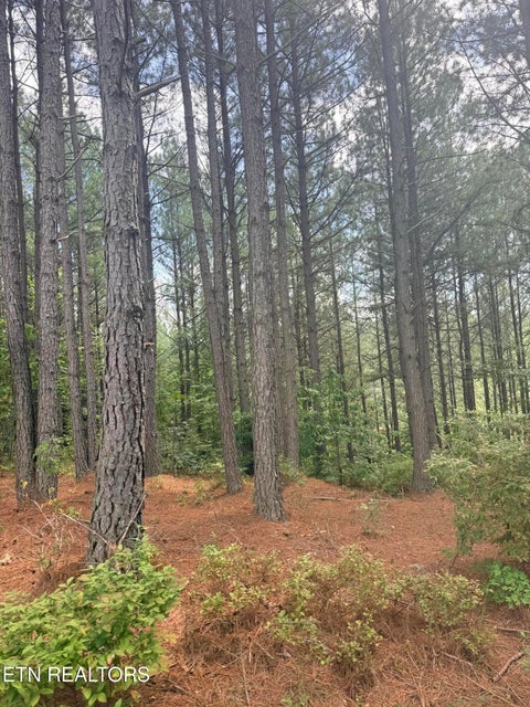 Tiny photo for 145 Black Bear Lane, Sunbright, TN 37872 (MLS # 1354215)