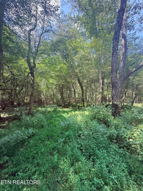Tiny photo for 145 Black Bear Lane, Sunbright, TN 37872 (MLS # 1354215)