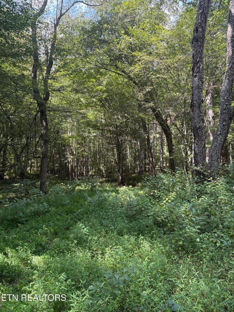 Tiny photo for 145 Black Bear Lane, Sunbright, TN 37872 (MLS # 1354215)