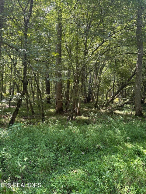Tiny photo for 145 Black Bear Lane, Sunbright, TN 37872 (MLS # 1354215)