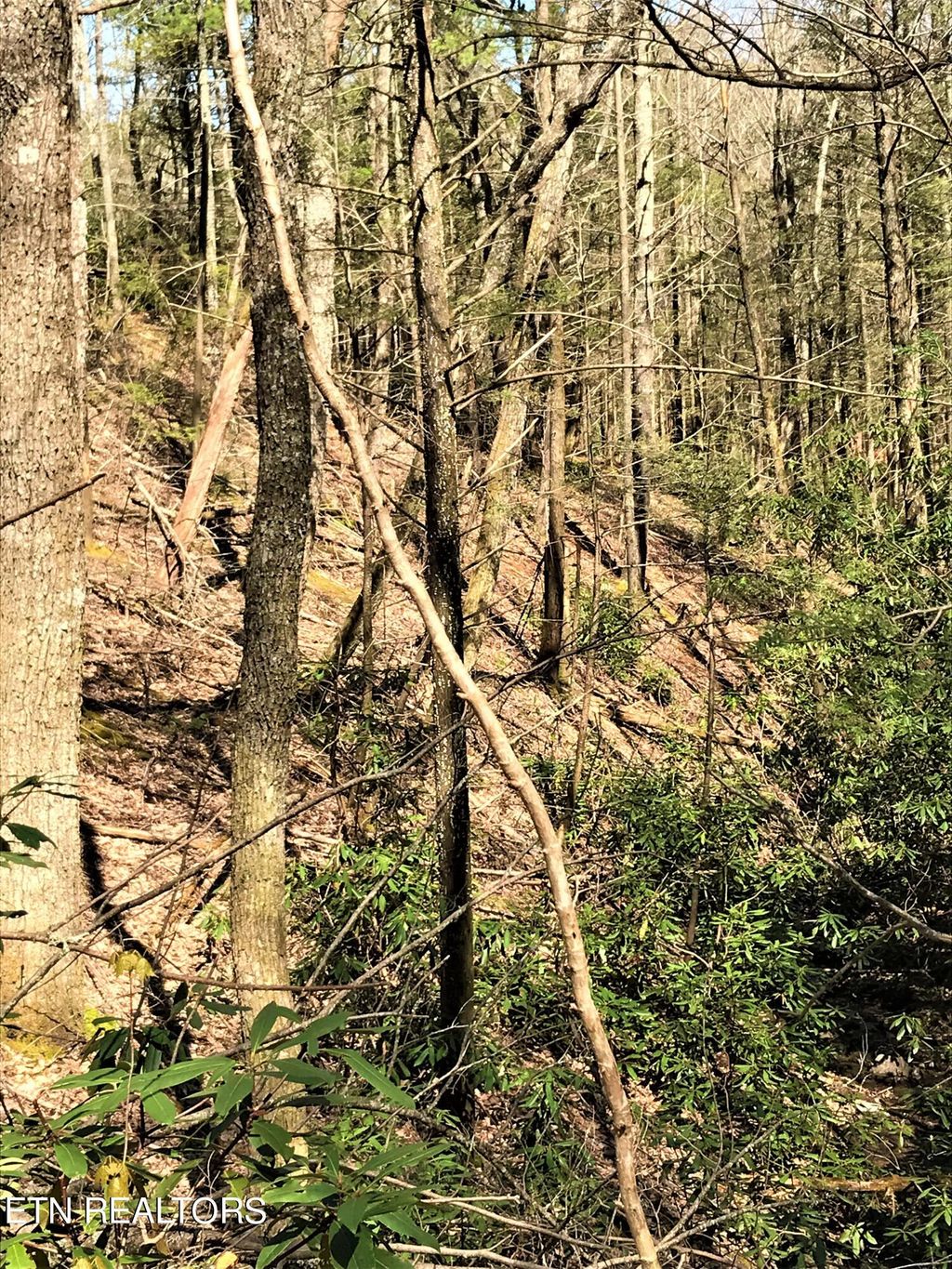 Photo of Rivendell Lane, Tellico Plains, TN 37385 (MLS # 1247657)