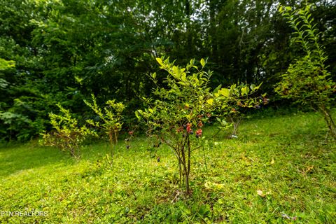 Tiny photo for 358 Webb Rd, Townsend, TN 37882 (MLS # 1349499)