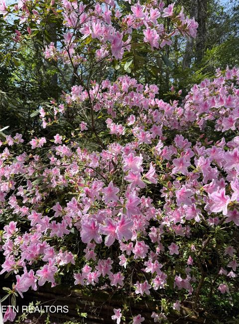 Tiny photo for 543 Reba Lane, Gatlinburg, TN 37738 (MLS # 1336996)