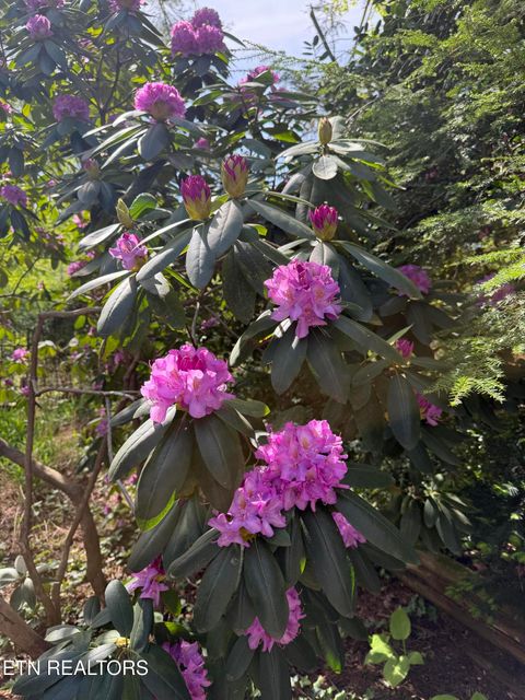 Tiny photo for 543 Reba Lane, Gatlinburg, TN 37738 (MLS # 1336996)