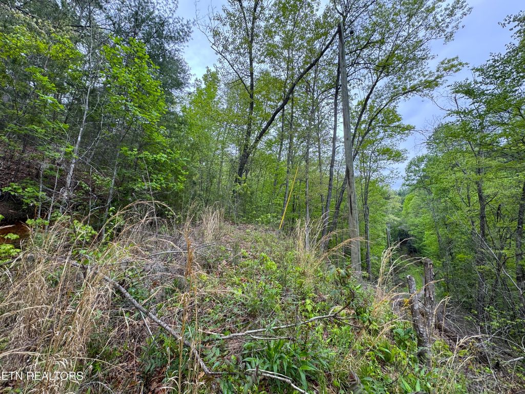 Photo of 376 Summer House Hollow Rd, Del Rio, TN 37727 (MLS # 1299035)