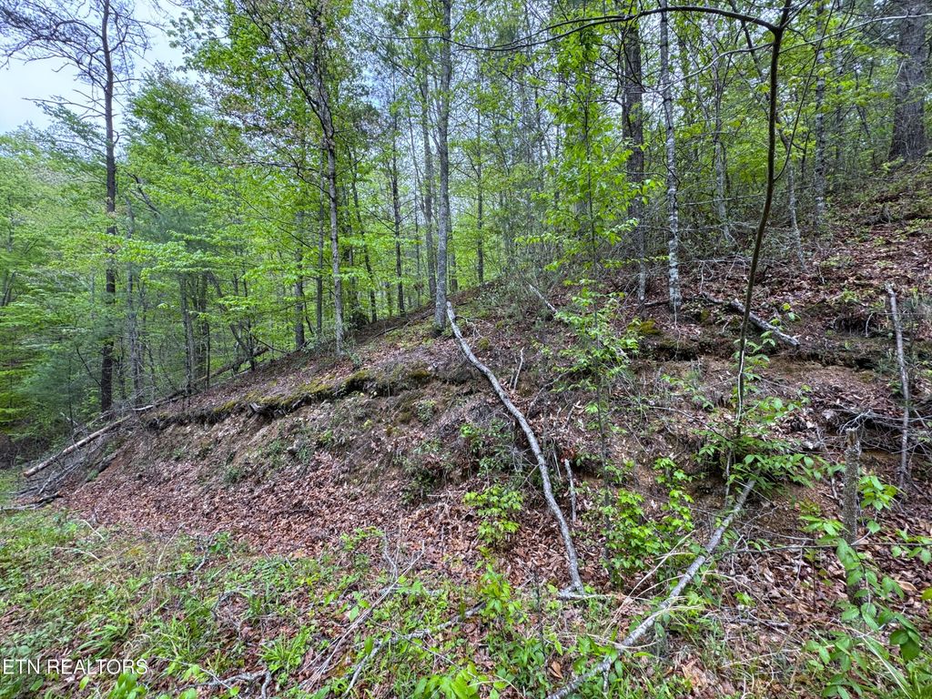 Photo of 376 Summer House Hollow Rd, Del Rio, TN 37727 (MLS # 1299035)