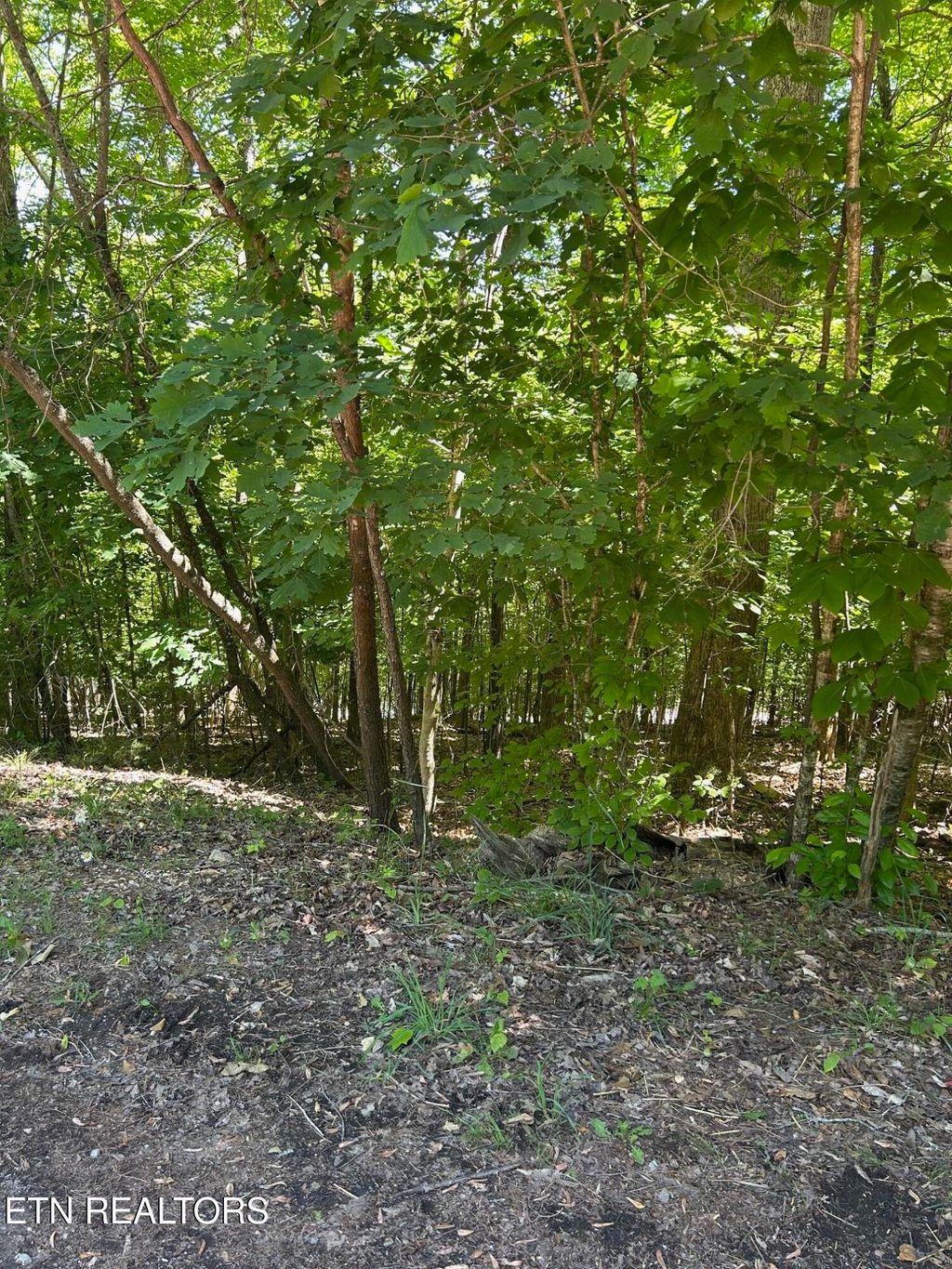 Photo of 63 Stoney Rock Lane, Jacksboro, TN 37757 (MLS # 1339354)