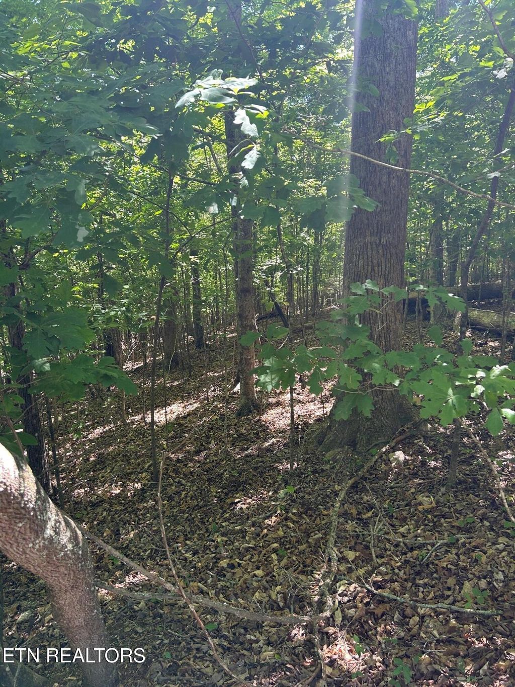 Photo of 63 Stoney Rock Lane, Jacksboro, TN 37757 (MLS # 1339354)