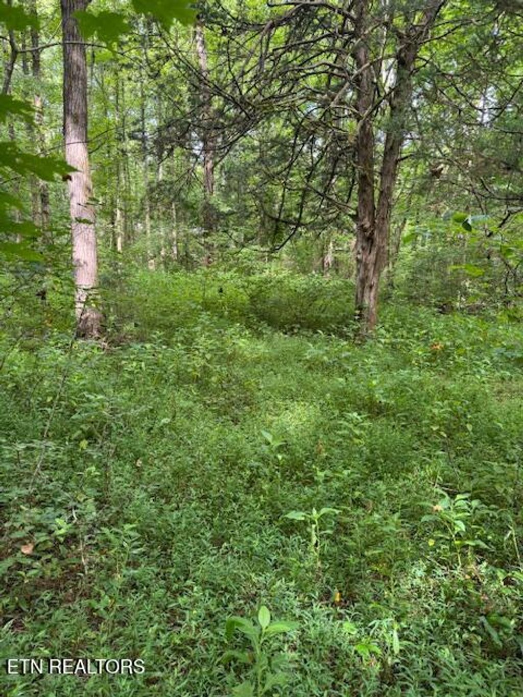 Photo of 2 Timber Lake Drive, Cosby, TN 37722 (MLS # 1311820)