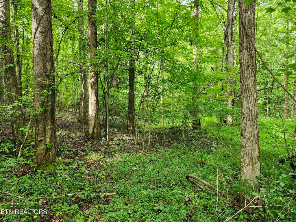 Photo of 2 Timber Lake Drive, Cosby, TN 37722 (MLS # 1311820)