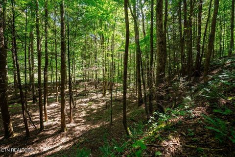 Tiny photo for 755 Bear Branch Rd, Wartburg, TN 37887 (MLS # 1327019)