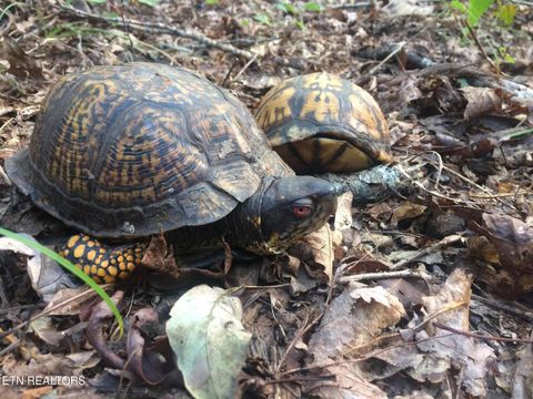 Tiny photo for 755 Bear Branch Rd, Wartburg, TN 37887 (MLS # 1327019)