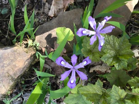 Tiny photo for 755 Bear Branch Rd, Wartburg, TN 37887 (MLS # 1327019)