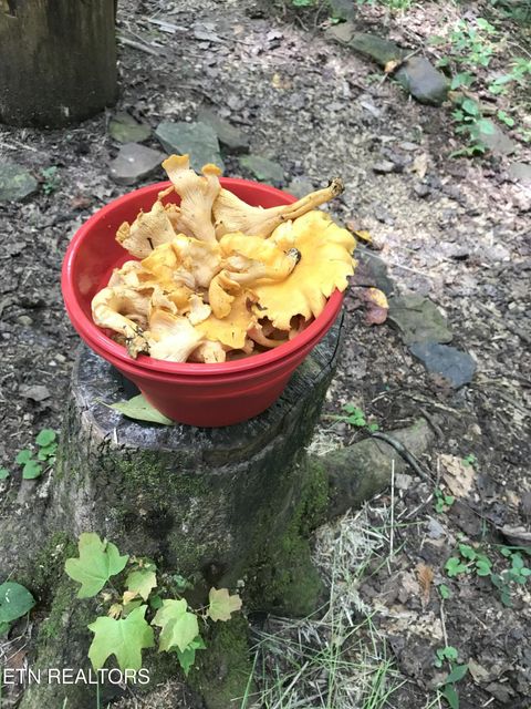 Tiny photo for 755 Bear Branch Rd, Wartburg, TN 37887 (MLS # 1327019)