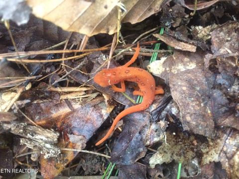 Tiny photo for 755 Bear Branch Rd, Wartburg, TN 37887 (MLS # 1327019)