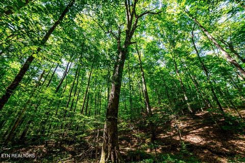 Tiny photo for 755 Bear Branch Rd, Wartburg, TN 37887 (MLS # 1327019)