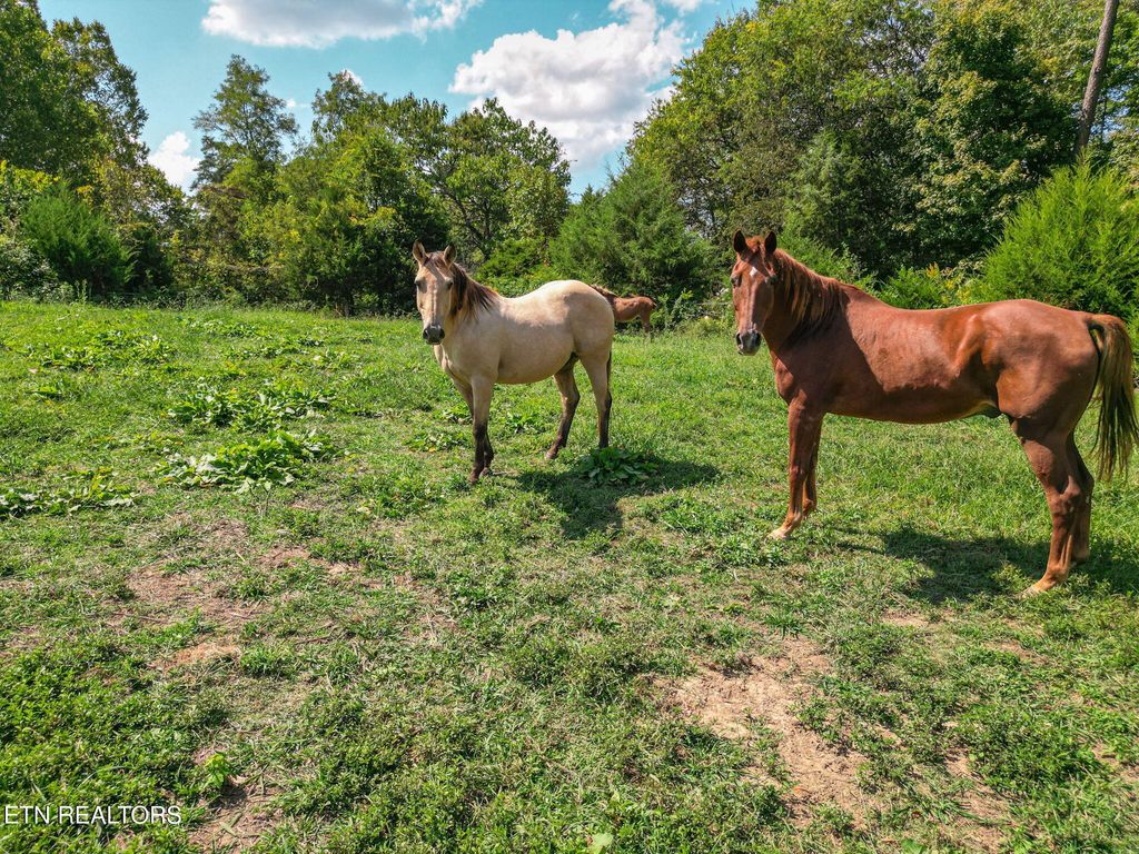 Photo of 2733 Shipe Rd, Mascot, TN 37806 (MLS # 1337628)