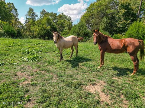 Photo of 2733 Shipe Rd, Mascot, TN 37806 (MLS # 1337628)